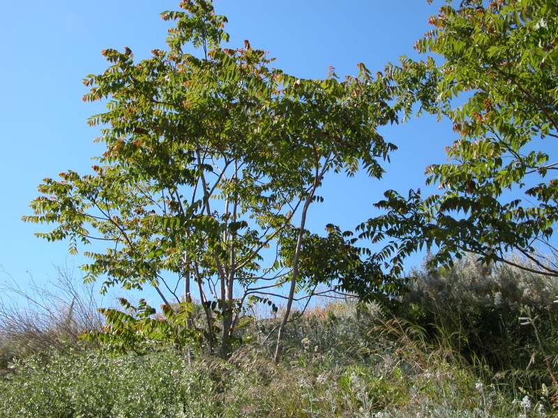 Ailanthus altissima